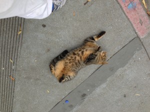 Friendly San Francisco Cat